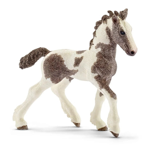 Tinker foal